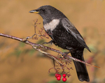 Ring Ouzel