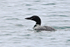 Great Northern Diver (breeding plumage) off Bishops Beach
