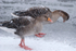 Greylag Goose