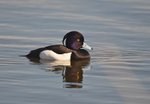 Tufted Duck