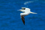 Red-footed Booby (adult) flying, Kilauea Point, Kauai