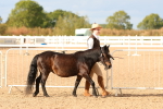 SBM_18335