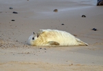 Atlantic Grey Seal