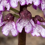 Lady Orchid (Orchis purpurea)