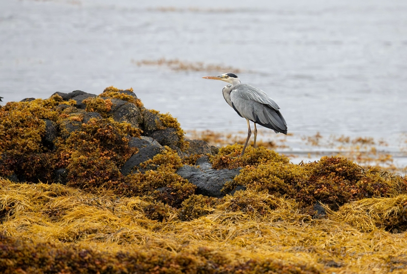 Grey Heron - Isle of Mull - Scotland