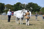 WJ6_4734