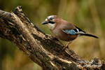Jay 120116 31