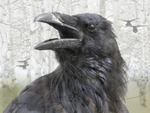 Cawing Raven