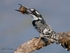Pied Kingfisher 1
