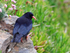 Chough perched on a cliff ledge at Housel Bay, Cornwall