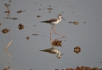 Black-winged Stilt