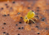 Dicyrtomina minuta