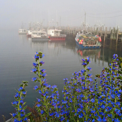 The Ingalls Head Fishermen's Wharf, Grand Harbour Grand Manan amid fog and wildflowers.