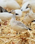 Snow Goose (light morph juvenile), Bosque del Apache, New Mexico