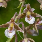 Marsh Helleborine (Epipactis palustris)