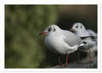 Black Headed Gull with Winter Feather