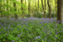 Bluebells   _ WOOD_011