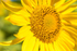 Sunflower 6