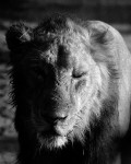 Wildlife of India portfolio