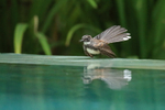 Pied Fantail with tail spread, Cambodia