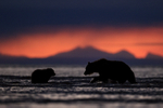 Grizzly Bear adult and cub silhouette, Lake Clark NP, Alaska