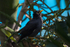 Jungle Myna perched in a tree