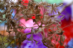 Flowers Set 14 - 09