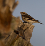 SNOW BUNTINGS