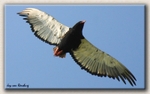 Bateleur Eagle