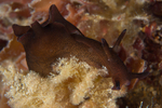 Aplysia punctata