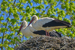 White Stork