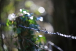 Leaf and Wire 2