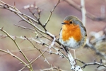 A Robin