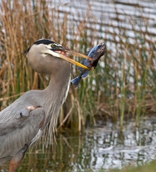 Great Blue Heron _0084