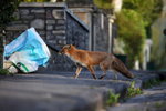 Urban fox in a Bristol street