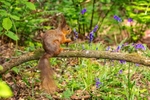 z4161 Squirrell in the Bluebells, Borthwood-DeNoiseAI-low-light