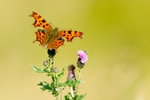 Comma