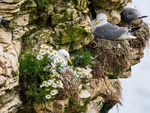 Kittiwakes