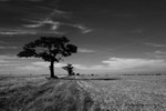 IMG_9917w