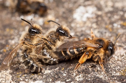 [i]Andrena flavipes[/i] mating group. Cubbington churchyard, Warwickshire. 02/04/2012.
