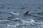 Bottlenose Dolphin