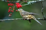 Mistle Thrush