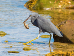 Heron with Fish 3