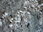 Gannets
