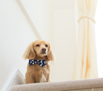 Bowtie, collar