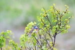 Bluethroat