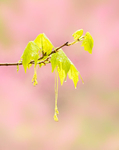 Emerging Spring Foliage