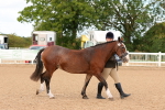 Class 206 - IH Non Show Type Pony portfolio