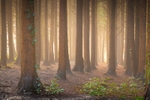 z3911 Misty Morning in Firestone Copse
