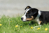 Skye Sheepdog Puppy 6